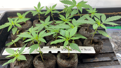 Germination Tips