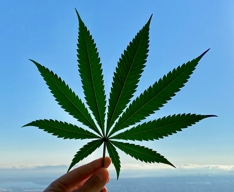 Cannabinoid Hyperemesis Syndrome C.H.S. is B.S.