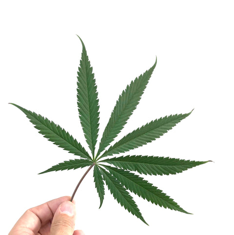 The EndoCannabinoid System & Phytocannabinoid Enriched Hemp Seed Oil