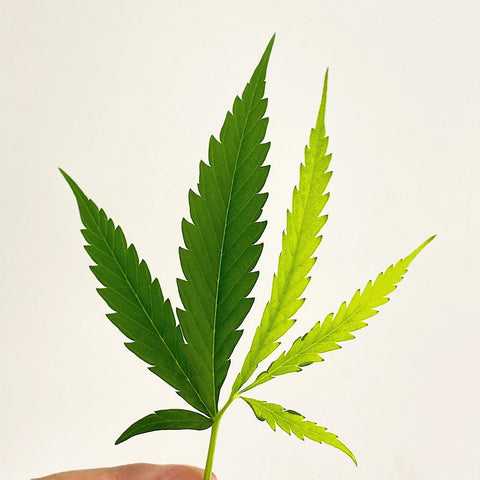 What is sativa and Indica?