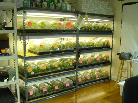 2005 Authentic Genetics Clones