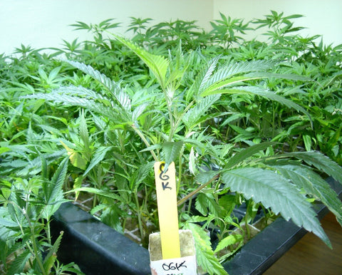 How to make Cuttings & Clones