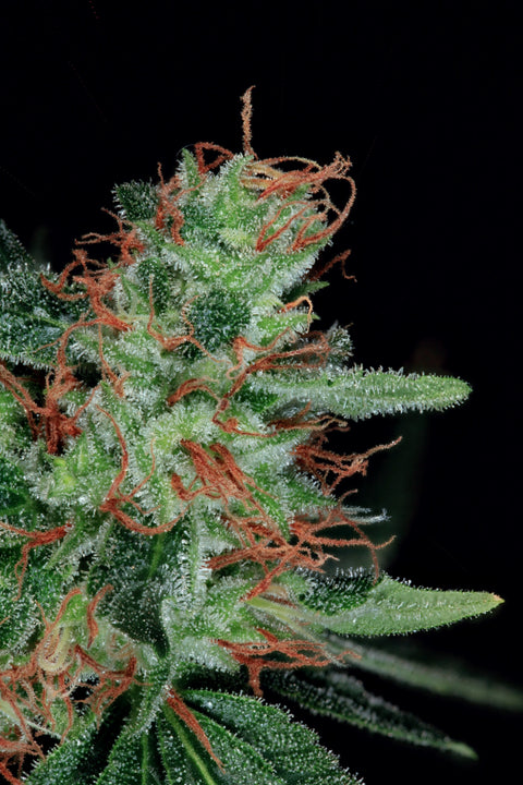 ON Haze from Authentic Genetics