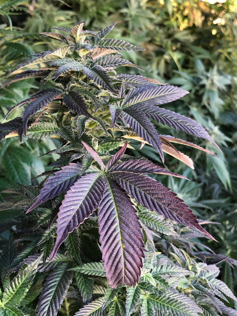 Purple Cannabis