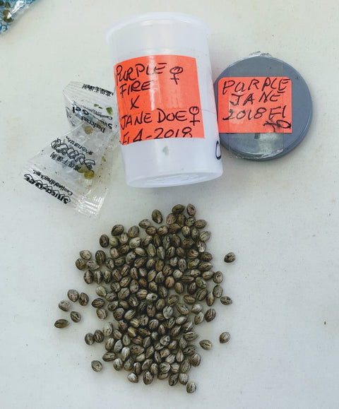 Film canisters work amazing for storing cannabis seeds.