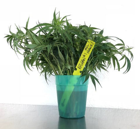 The Mel Frank Collection