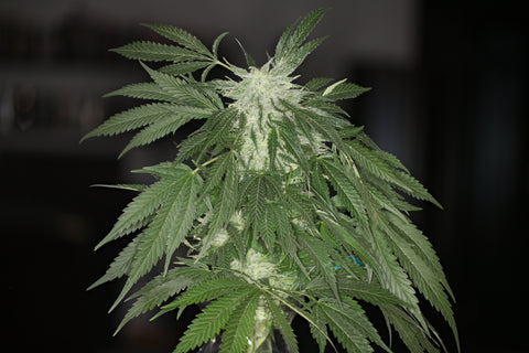 The New Northern Lights