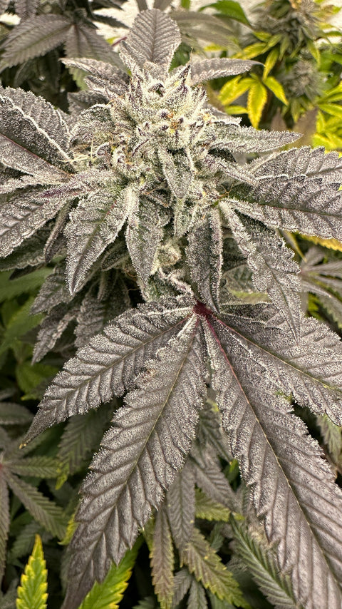 Violaceous NL#5 cannabis seeds