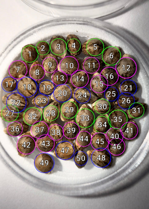 50x OG KUSH X Purest Indica seeds counted for sale at agseedco.com