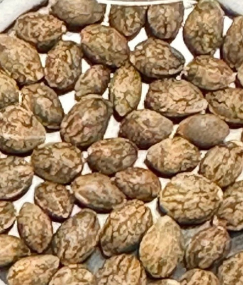 Skywalker OG x Purest indica Seeds agseedco.com