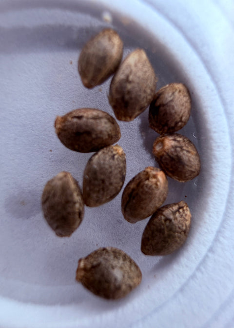 Haze Seeds at agseedco.com