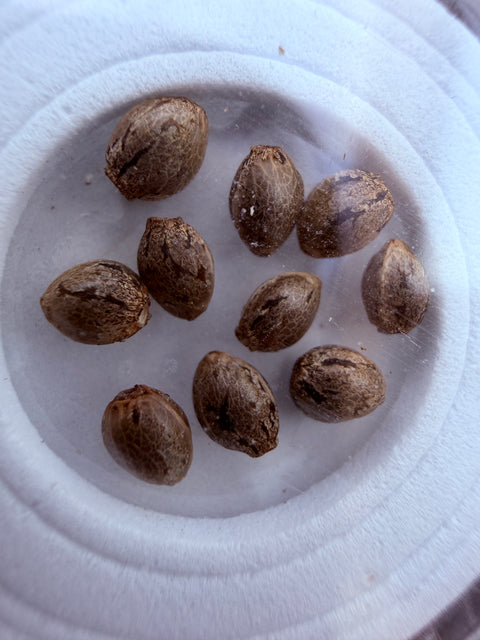 Haze Seeds at agseedco.com