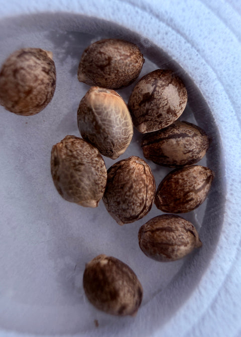 Haze Seeds at agseedco.com