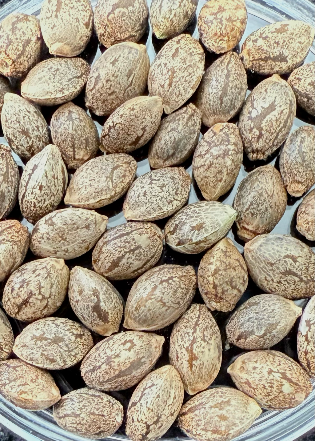 Northern Lights 2 x Purest Indica Seeds Bx1 50x Seeds for 100.00