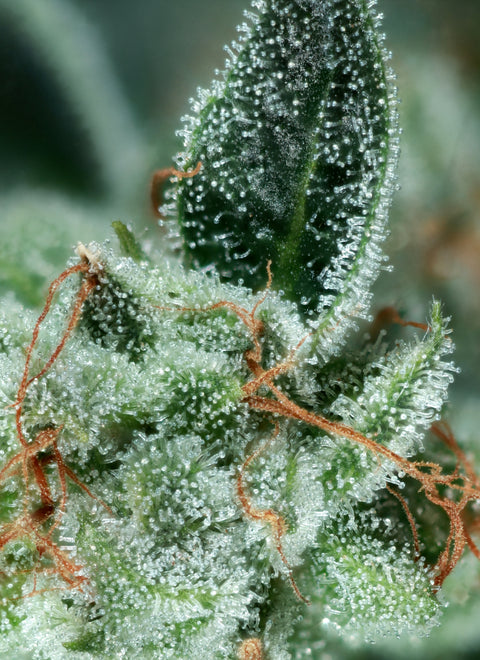 OG Haze Seeds by AGSeedCo.com