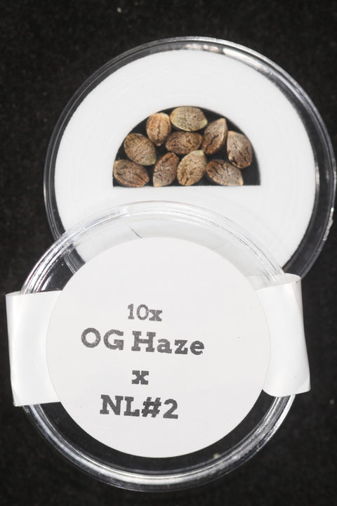 OG Kush and Haze and Northern Lights cannabis seeds for sale at agseedco.com