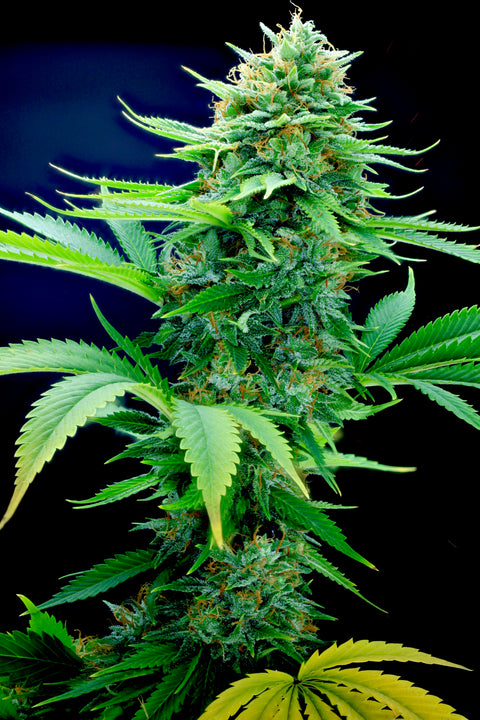 OG KUSH x Northern Lights #5 Seeds available at Authentic genetics AGSeedCo.com