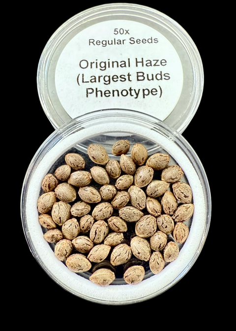 50x Original Haze (Largest Buds Phenotype) 50x Seeds for $100.00!