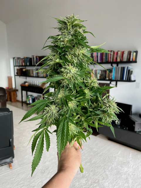 "Purest Indica" a.k.a. the Steve Murphy Afghan IBL (Inbred Line) Regular Seeds