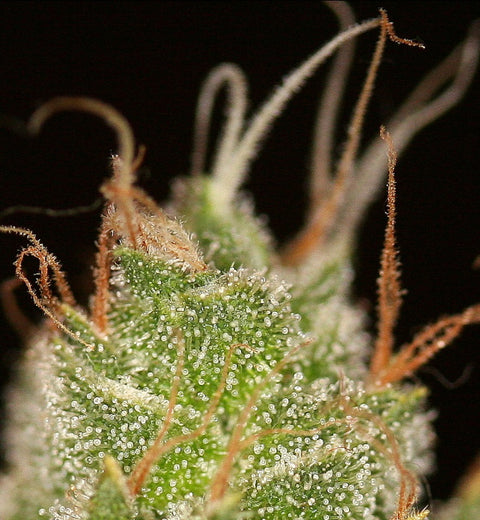 Pre-98 Bubba Kush x ON Haze Seeds at AGSeedCo.com