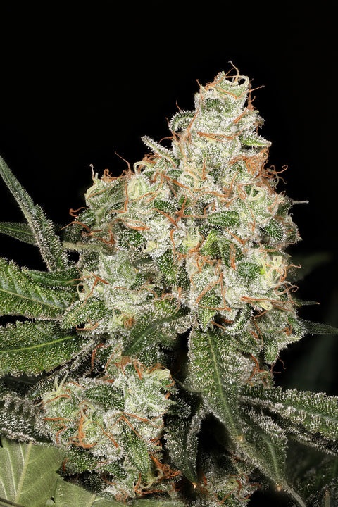 50x Original Skunk #1 Seed Special - 50x Seeds for $100.00