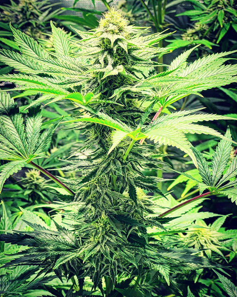 50x Original Skunk #1 Seed Special - 50x Seeds for $100.00