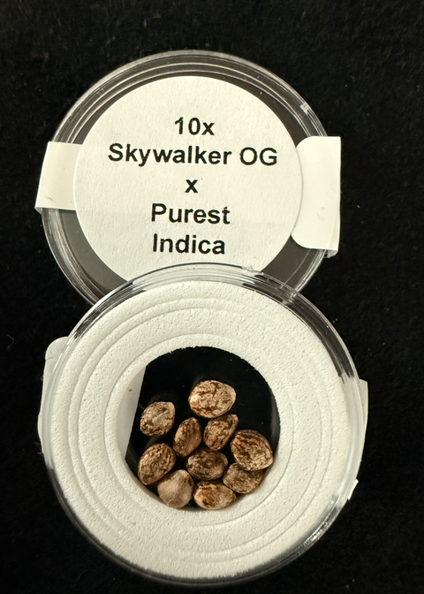 Skywalker OG x Purest indica