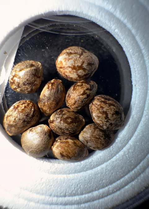 Skywalker OG x Purest indica seeds macro