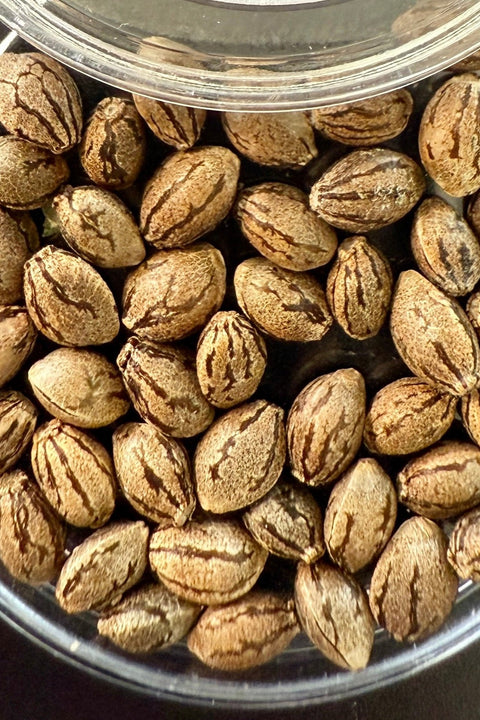 50x Sour Diesel x Purest Indica Seeds - 50 Seeds for $100.00!