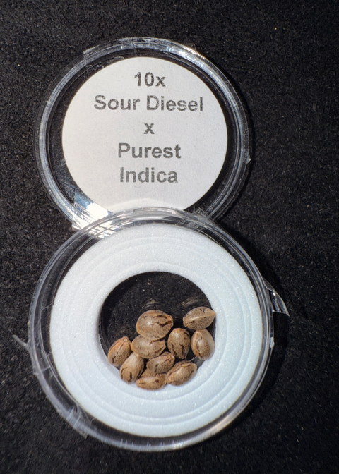 Sour Diesel x Purest Indica Seeds