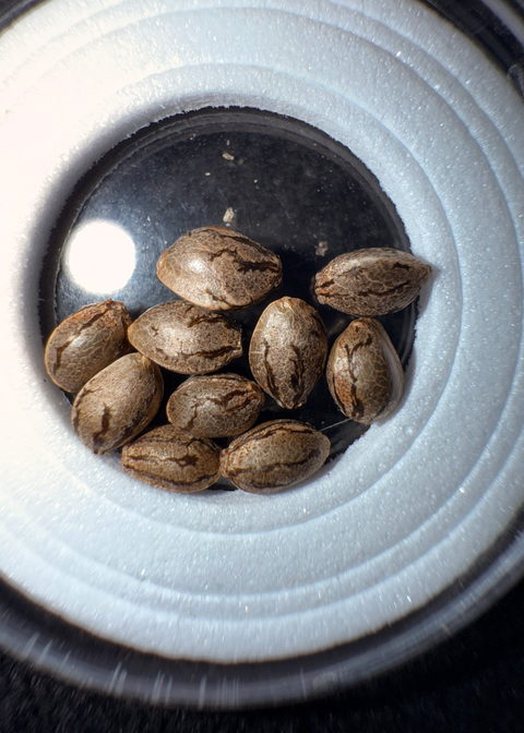 Sour Diesel x Purest Indica Seeds