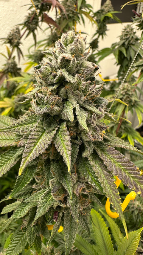 Tahoe OG Kush x Northern Lights #5 Seeds for sale at agseedco.com