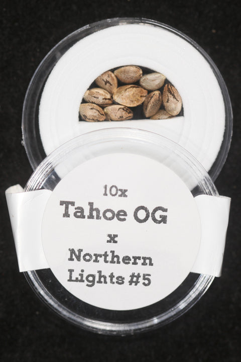 Tahoe OG Kush and Northern Lights cannabis seeds for sale at agseedco.com