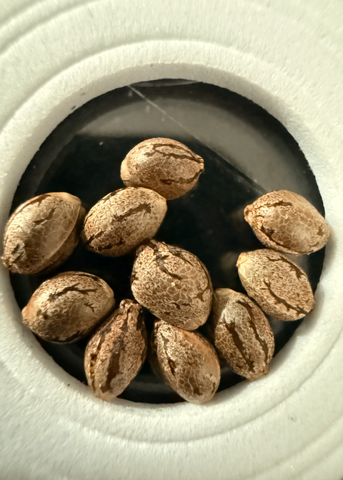 Tahoe OG x Purest Indica Seeds Macro