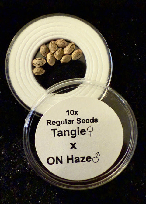 Tangie x ON Haze Seeds for sale at agseedco.com