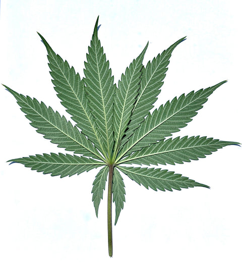 Trainwreck x NL#5 Regular Seeds