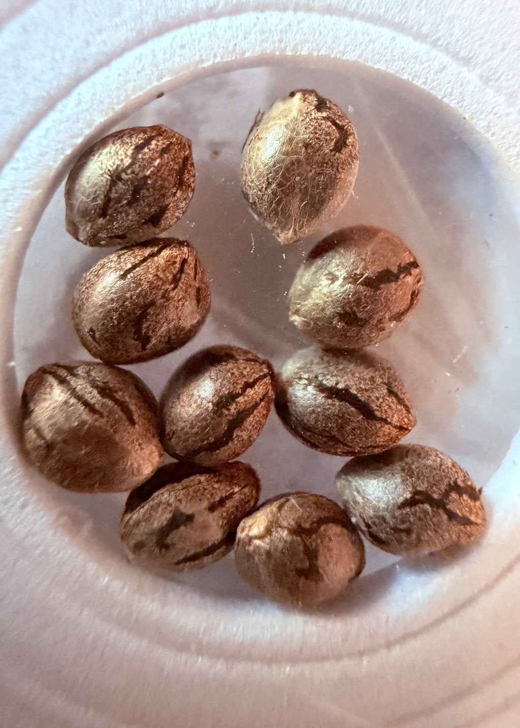 lavender weed seeds Violaceous II (Lavender Kush x Purest Indica) Regular Seeds – Todd McCormick