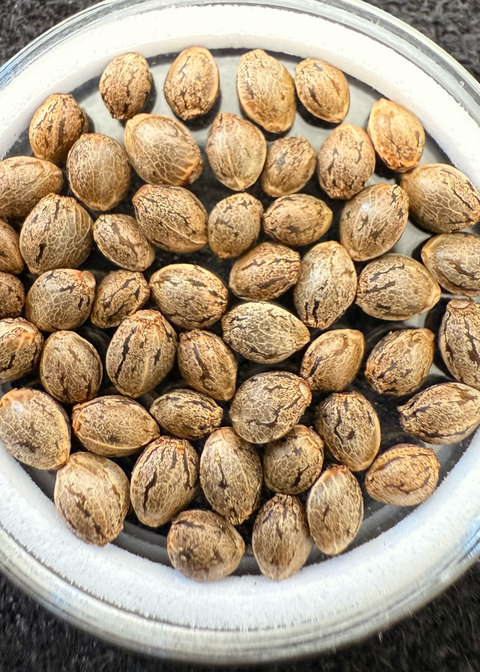 50x Original Haze (Largest Buds Phenotype) 50x Seeds for $100.00!