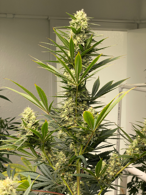 50x Original Skunk #1 Seed Special - 50x Seeds for $100.00