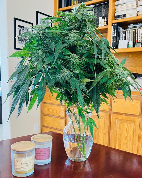 The "Purest Indica" is the original variety and backbone of all of the Northern Lights hybrids. Purest Indica Afghan Seeds AGSeedCo.com