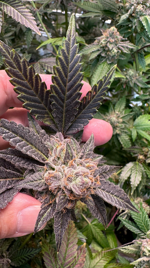 Granddaddy Purple x Northern Lights #5 by authentic Genetics www.AGSeedCo.com