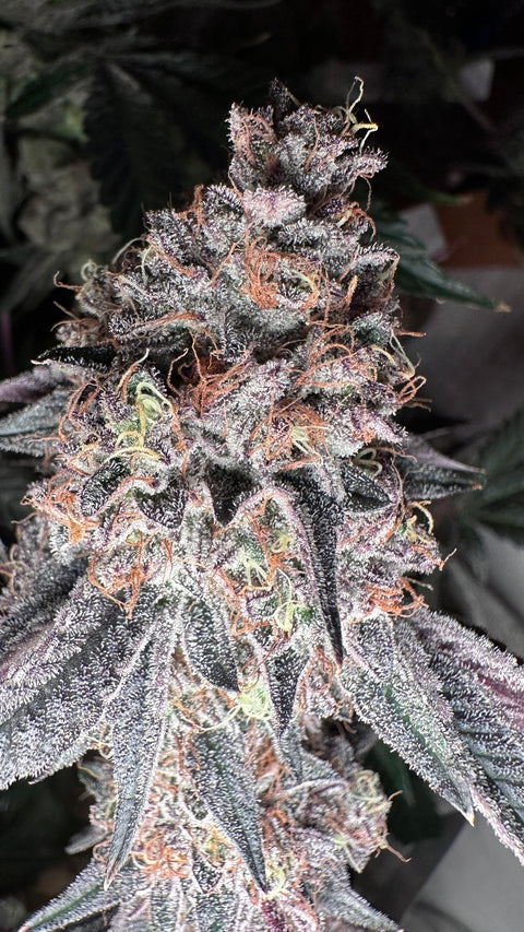 Granddaddy Purple x Northern Lights #5 by authentic Genetics www.AGSeedCo.com