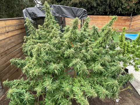 MARIWANNA F1 Regular Seeds