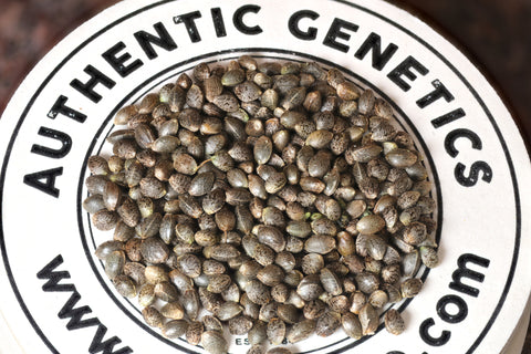 Northern Lights #5 Special Offer 50 Seeds for $100!