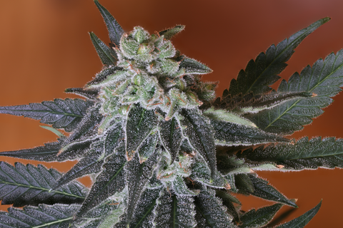 Northern Lights #5 seeds available at AGSeedCo.com