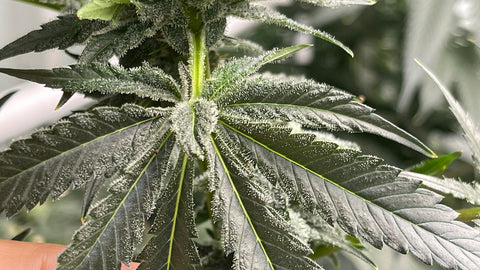 Northern Lights #5 Special Offer 50 Seeds for $100!