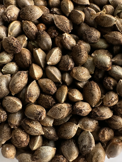OG KUSH and Purest Indica northern lights SEEDS for sale at agseedco.com