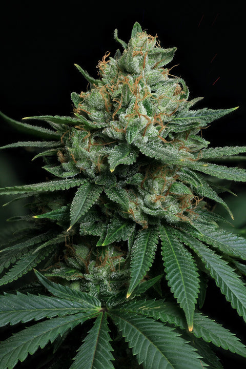 (ON Haze x Original Haze) x Northern Lights #2 Regular Seeds Holiday Special $5.00 Each
