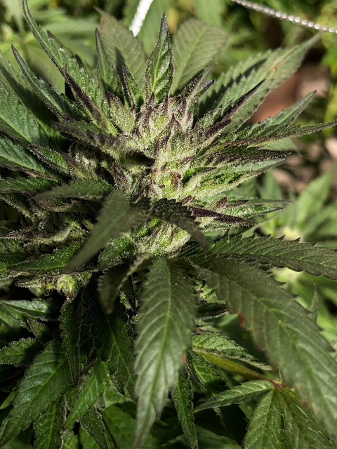 These seeds are the result of a small batch of my head stash getting intentionally pollinated with a Northern Lights #2 male.