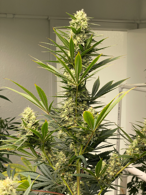 Original Skunk #1 is made up of an Afghan crossed with Colombian Gold, then bred with Acapulco Gold. Original Skunk #1 is considered one of the primary colors of cannabis.